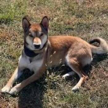 Yoshi -  Shiba Inu Dog for Adoption in Lenexa, Kansas - Yoshi | PetCurious