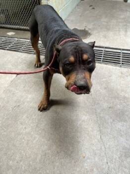 Rescue American Bulldog and Pit Bull Terrier Dogs for Adoption in Stockton, California - DAMIEN | PetCurious