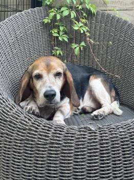 Wrigley -  Beagle Dog for Adoption in Charleston, South Carolina - Wrigley | PetCurious