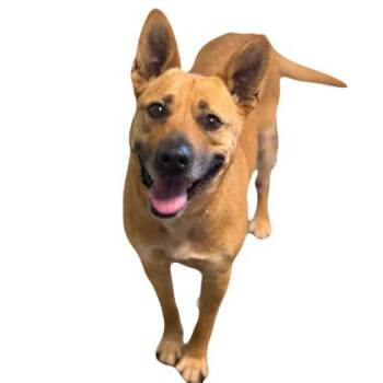 Athena -  Australian Kelpie Dog for Adoption in Red Bluff, California - Athena | PetCurious
