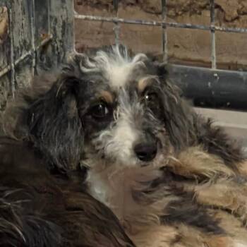 Helga -  Mixed Breed Dog for Adoption in Leander, Texas - Helga | PetCurious