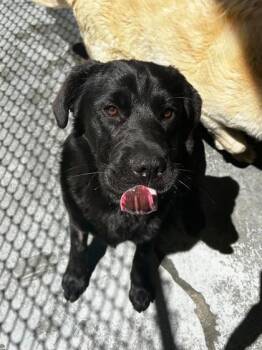 Shar Pei and Golden Retriever Dogs Available for Adoption in Spruce Pine, North Carolina - Waylon | PetCurious