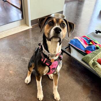 Cookie -  Beagle and Mixed Breed Dog for Adoption in Rifle, Colorado - Cookie | PetCurious
