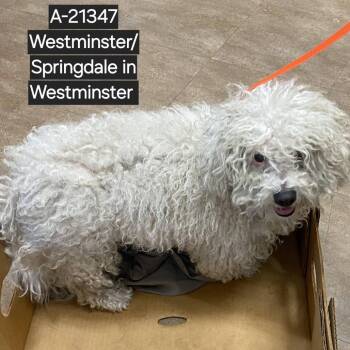 Poodle Dogs Available for Adoption in Westminster, California - WAGS-Stray-21347 | PetCurious