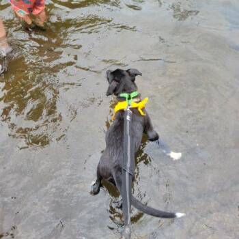 Quiggle -  Labrador Retriever and Terrier Dog for Adoption in Leesburg, Alabama - Quiggle | PetCurious