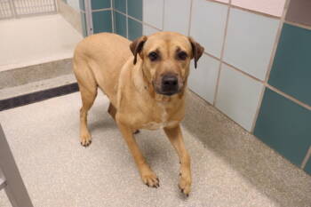 Rescue Labrador Retriever Dogs for Adoption in Houston, Texas - Princess | PetCurious