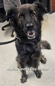 Rescue Shepherd Dogs for Adoption in Medina, Ohio - Blue | PetCurious