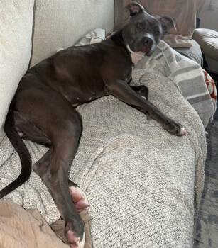 STERLING -  Mixed Breed Dog for Adoption in Palmetto, Florida - STERLING | PetCurious
