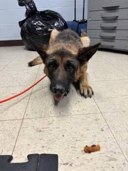 RELISH -  German Shepherd Dog Dog for Adoption in Stockton, California - RELISH | PetCurious