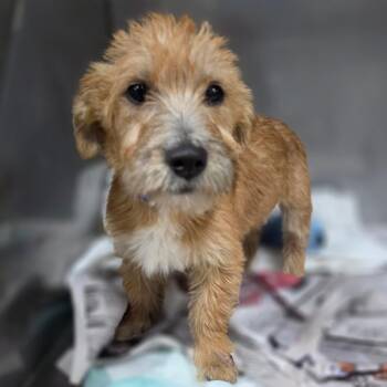 Suzuki -  Mixed Breed Dog for Adoption in Jefferson City, Tennessee - Suzuki | PetCurious