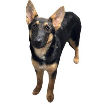 German Shepherd Dog Dogs Available for Adoption in Red Bluff, California - Andi | PetCurious