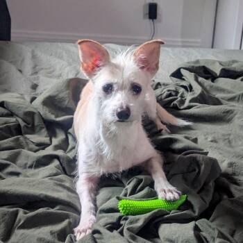 Rescue Terrier Dogs for Adoption in Oceanside, California - Rickie | PetCurious