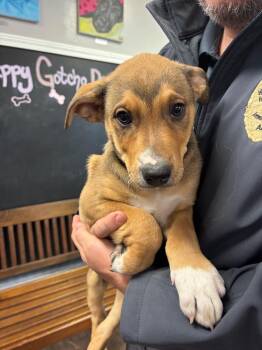 Hound and German Shepherd Dog Dogs Available for Adoption - Gizzy | PetCurious