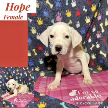 Hound Dogs Available for Adoption - Hope | PetCurious