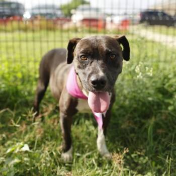 CIRI -  American Staffordshire Terrier Dog for Adoption in San Antonio, Texas - CIRI | PetCurious