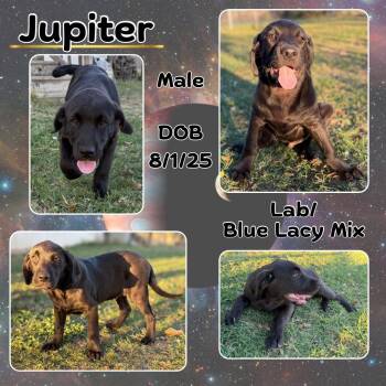 Rescue Labrador Retriever and Blue Lacy Dogs for Adoption in Caldwell, Texas - Jupiter | PetCurious
