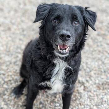 Mixed Breed Dogs Available for Adoption in West Olive, Michigan - Aaron | PetCurious