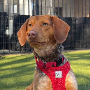 Beagle Dogs Available for Adoption - Beauregard | PetCurious