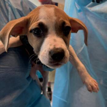 Mixed Breed Dogs Available for Adoption in Huntington, West Virginia - George | PetCurious