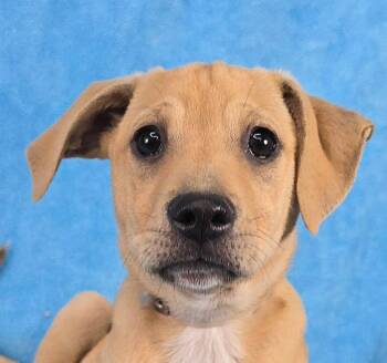 Hound Dogs Available for Adoption in Newport, Tennessee - Tapit | PetCurious