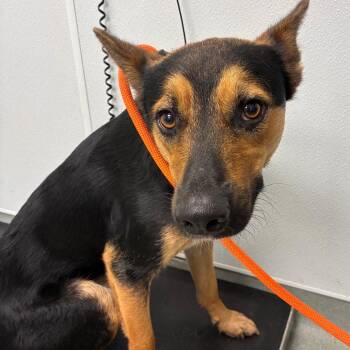 Charlie -  German Shepherd Dog and Mixed Breed Dog for Adoption in Abilene, Texas - Charlie | PetCurious