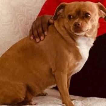 Sassy -  Chihuahua and Dachshund Dog for Adoption in Montgomery, Alabama - Sassy | PetCurious