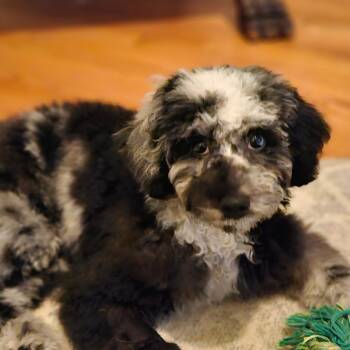 Noah -  Miniature Poodle Dog for Adoption in Sinking Spring, Pennsylvania - Noah | PetCurious