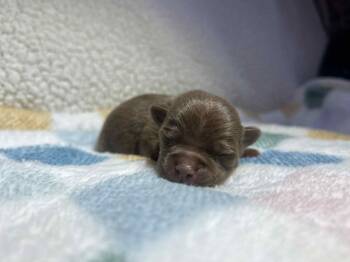 Rescue Chihuahua Dogs for Adoption in Christiansburg, Virginia - Rolo | PetCurious