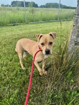 Rescue Mixed Breed Dogs for Adoption in St. Joseph, Michigan - Rikki Tikki | PetCurious
