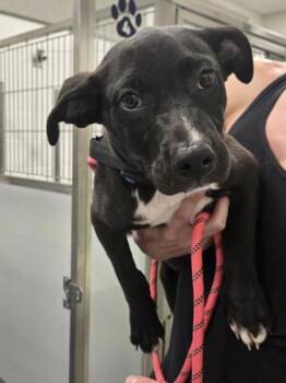 Clara-Belle -  Labrador Retriever and Mixed Breed Dog for Adoption in Daphne, Alabama - Clara-Belle | PetCurious