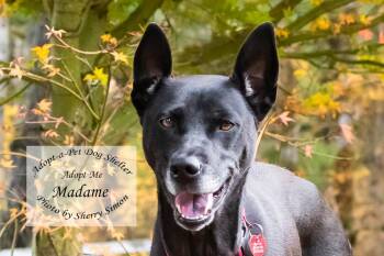 Rescue Black Labrador Retriever Dogs for Adoption in Shelton, Washington - MADAME | PetCurious