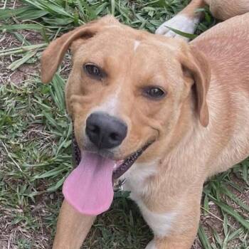 Daisy -  Terrier Dog for Adoption in Bloomfield, Connecticut - Daisy | PetCurious