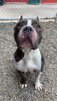 Pit Bull Terrier Dogs Available for Adoption in Sunbury, Pennsylvania - Pippa | PetCurious