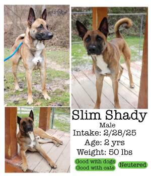 Rescue Belgian Shepherd Malinois Dogs for Adoption in Staffordsville, Kentucky - Slim Shady | PetCurious