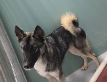 Rescue Mixed Breed Dogs for Adoption in Cumming, Georgia - Jangle 1811-25 | PetCurious