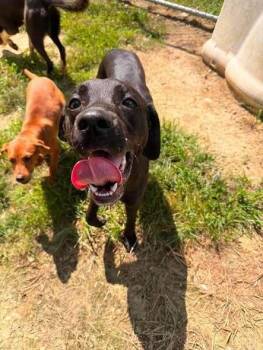 Cider -  Labrador Retriever Dog for Adoption in Hillsboro, Ohio - Cider | PetCurious