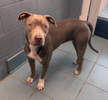 Senna -  Mixed Breed Dog for Adoption in Nashville, Tennessee - Senna | PetCurious
