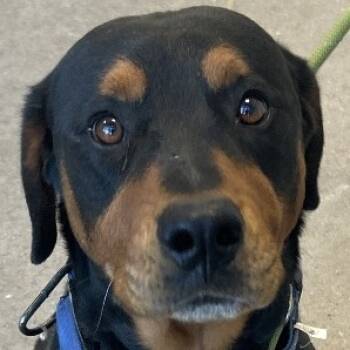 Rescue Mixed Breed Dogs for Adoption in Las Cruces, New Mexico - Scar | PetCurious