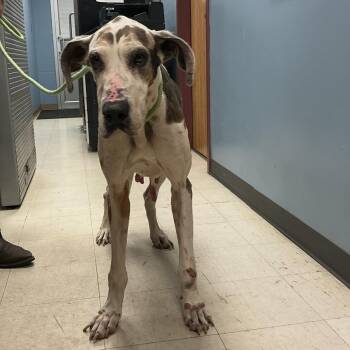 Penelope -  Great Dane Dog for Adoption in Saint Joseph, Missouri - Penelope | PetCurious