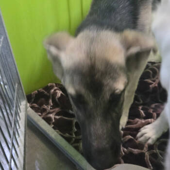 Rescue Shepherd Dogs for Adoption in San Jacinto, California - Pepper | PetCurious