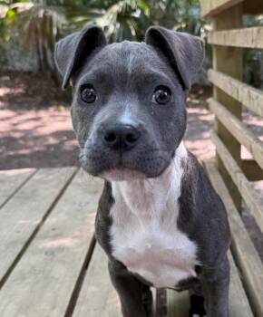 Mixed Breed Dogs Available for Adoption in Charleston, South Carolina - Misty | PetCurious
