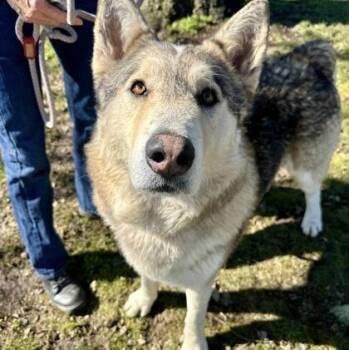 Husky Dogs Available for Adoption in Roseburg, Oregon - Nahko | PetCurious