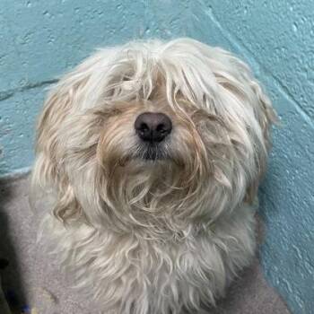 Mixed Breed Dogs Available for Adoption - Fluffles | PetCurious