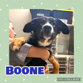 Sweet Boone -  Australian Shepherd and Bernese Mountain Dog Dog for Adoption in Ringwood, New Jersey - Sweet Boone | PetCurious