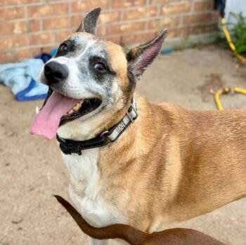 Kaiser Cruz Ready for the Good Life -  German Shepherd Dog and Labrador Retriever Dog for Adoption in Friendswood, Texas - Kaiser Cruz Ready For The Good Life | PetCurious