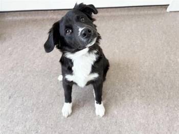 Border Collie Dogs Available for Adoption - ROBERT | PetCurious