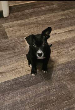 Mixed Breed Dogs Available for Adoption in Germantown, Ohio - Rita Dolce | PetCurious