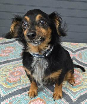 Lil Bit -  Chihuahua and Dachshund Dog for Adoption in New York, New York - Lil Bit | PetCurious