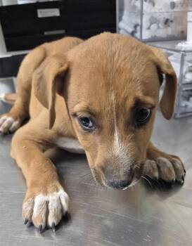 Molly - URGENT -  Shepherd and Labrador Retriever Dog for Adoption in Thousand Oaks, California - Molly - URGENT | PetCurious