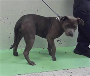Staffordshire Bull Terrier and Mixed Breed Dogs Available for Adoption in Houston, Texas - ZURI | PetCurious